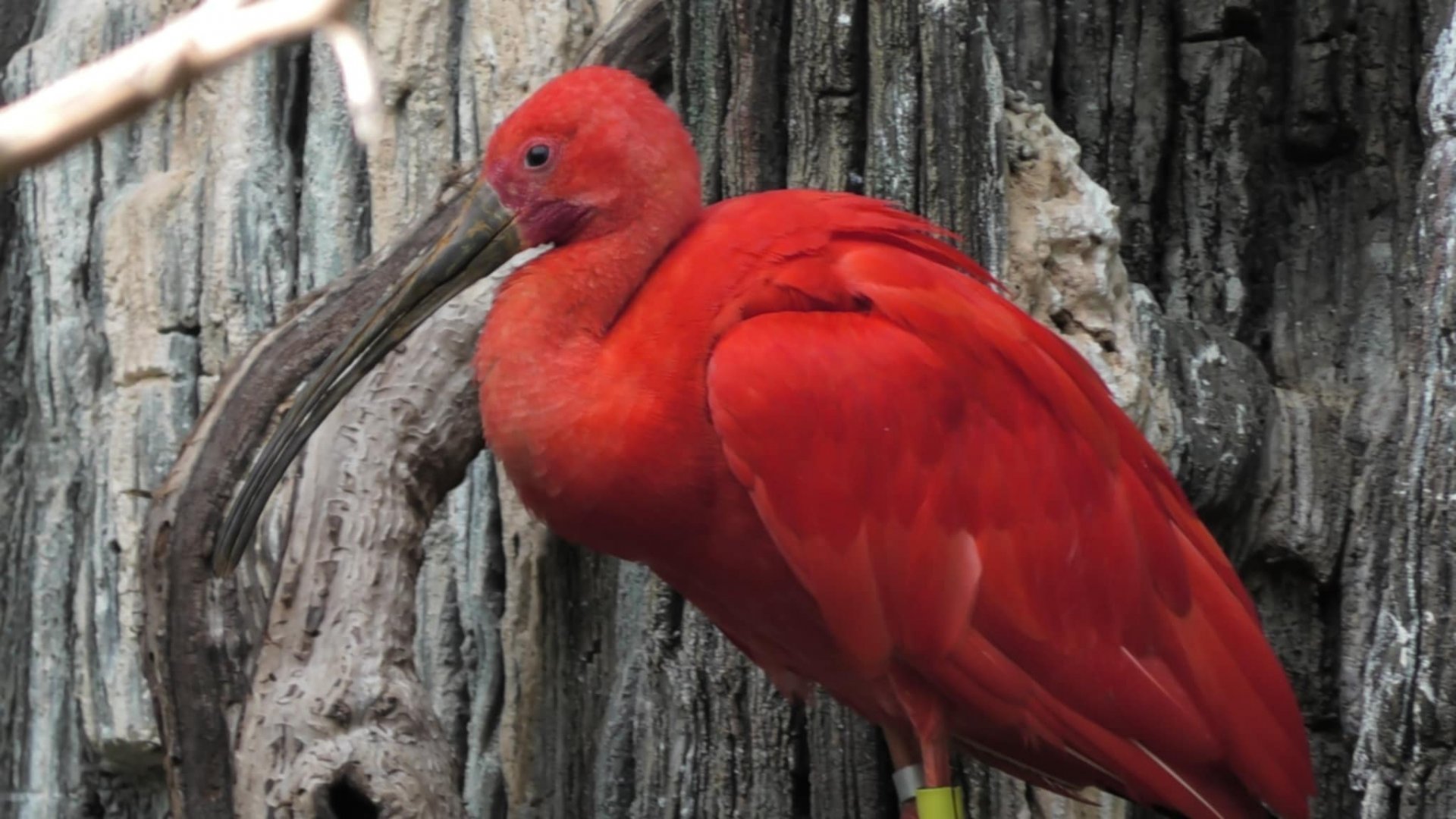 Scarlet ibis