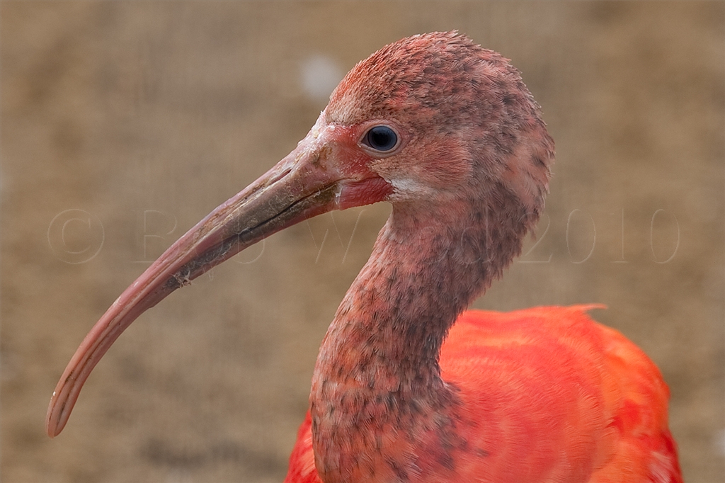 Scarlet Ibis
