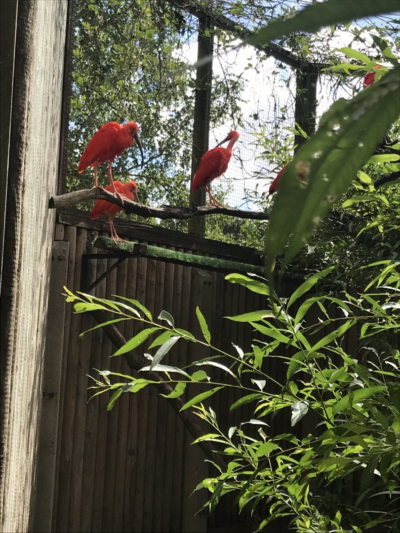 Scarlet ibises 100818