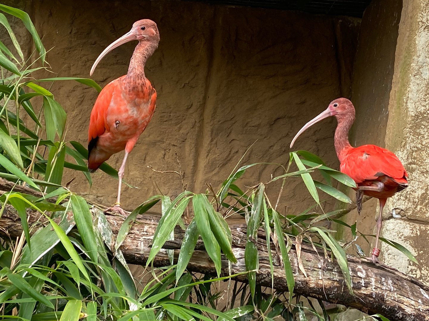 Scarlet ibises 140923
