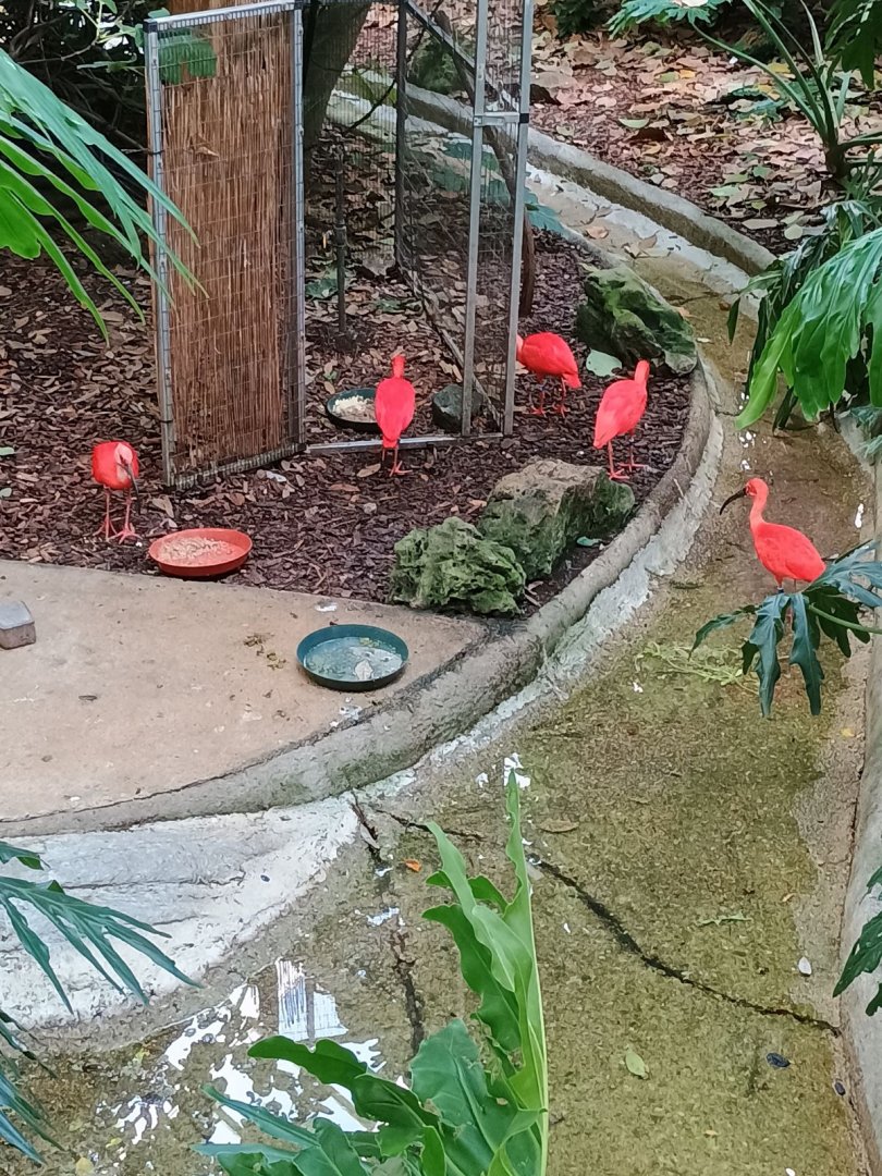 Scarlet Ibises (7/6/24)