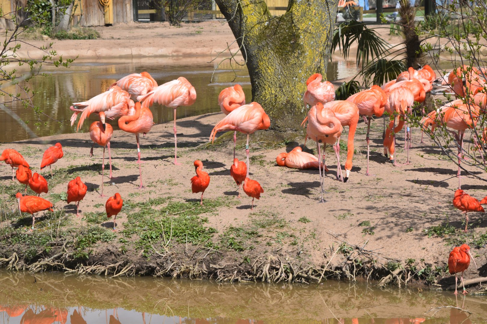 Scarlet Ibises and Caribbean Flamingos in the new Latin American Wetlands aviary