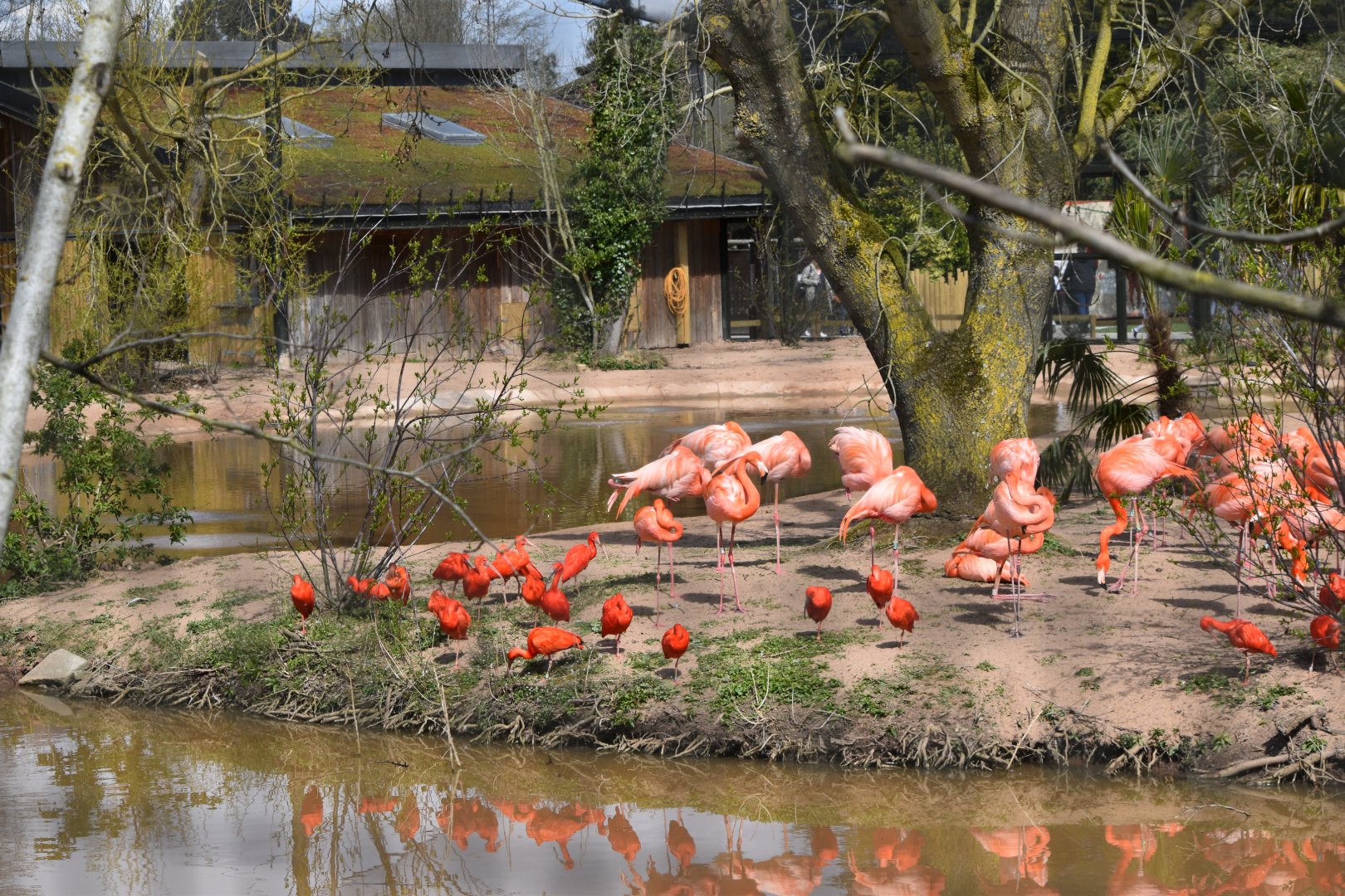 Scarlet Ibises and Caribbean Flamingos in the new Latin American Wetlands aviary