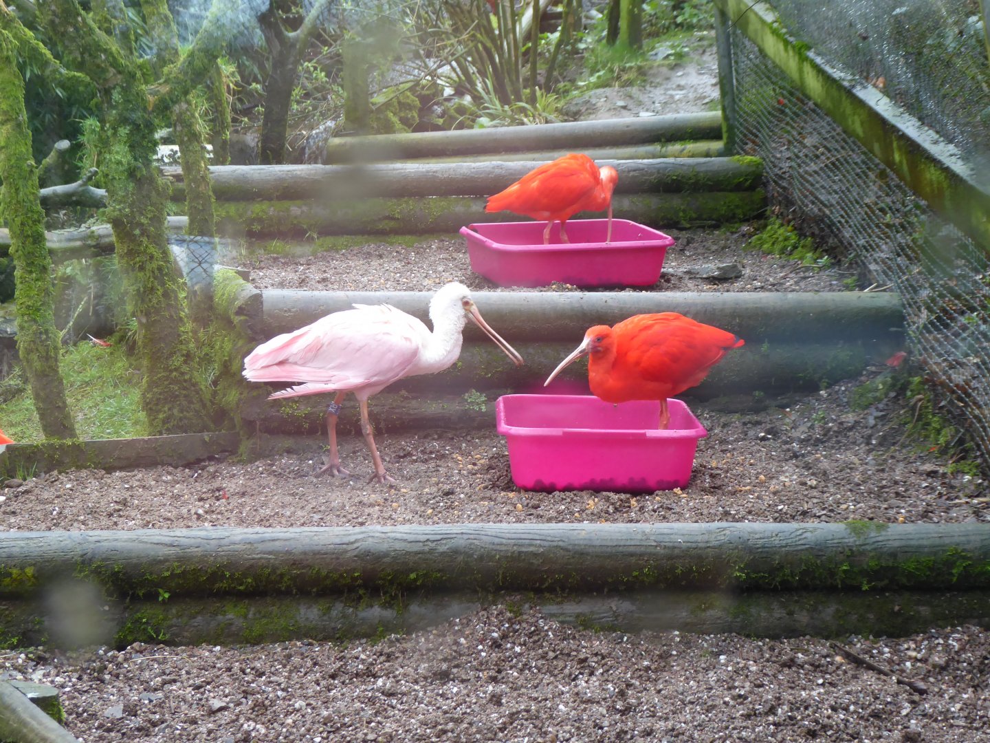 Scarlet ibises and Roseate spoonbill 040319