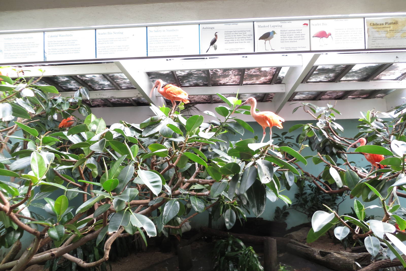 Scarlet Ibises - Aquatic Birds House 031215