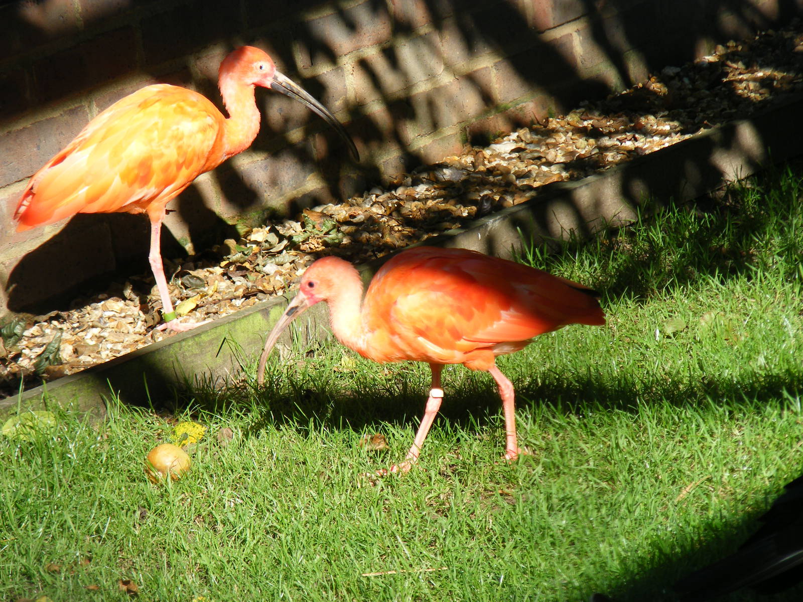 Scarlet ibises at Paultons Park, 2 October 2011