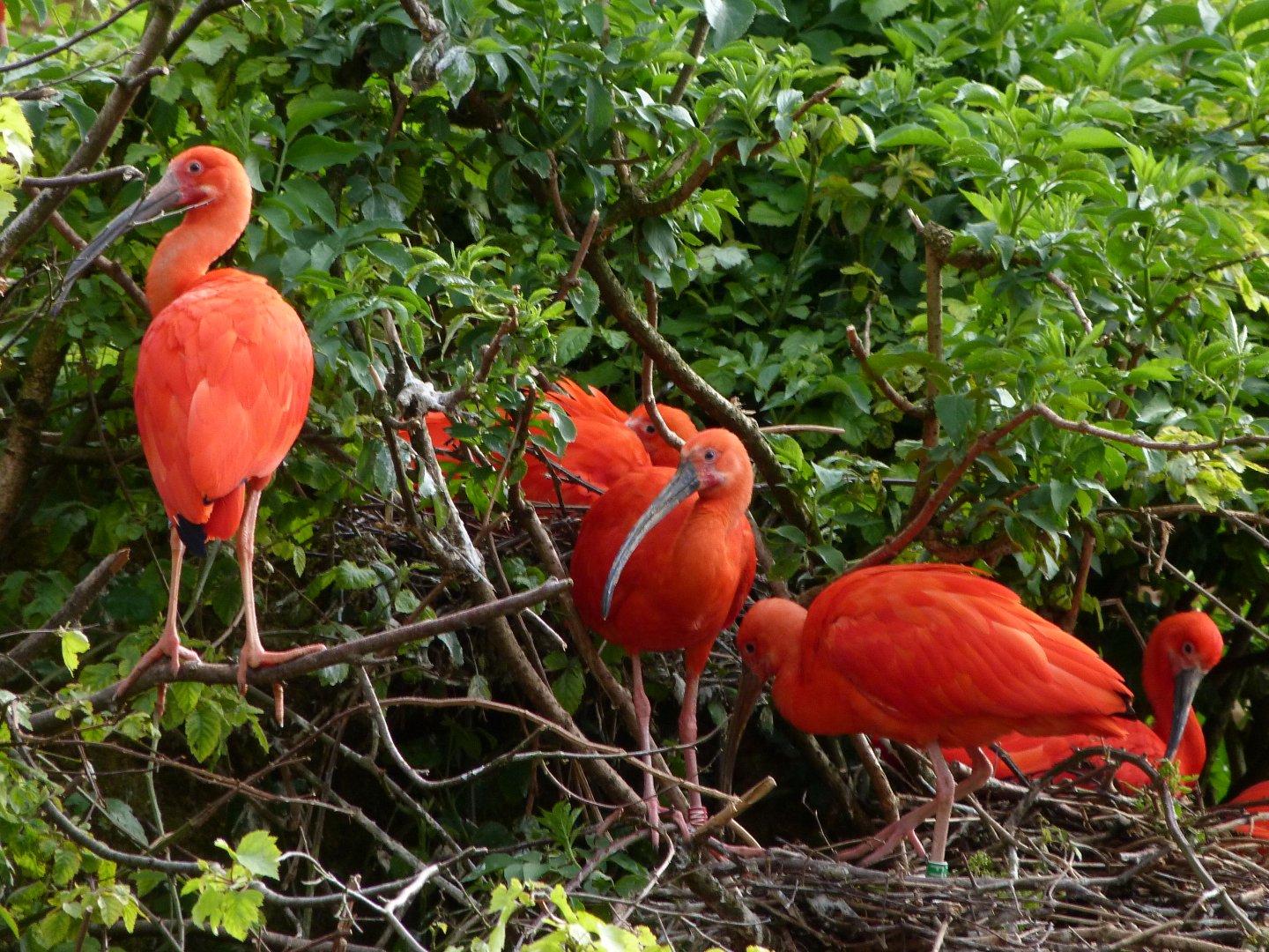 Scarlet ibises -Bioparc de Doué la Fontaine (2025)