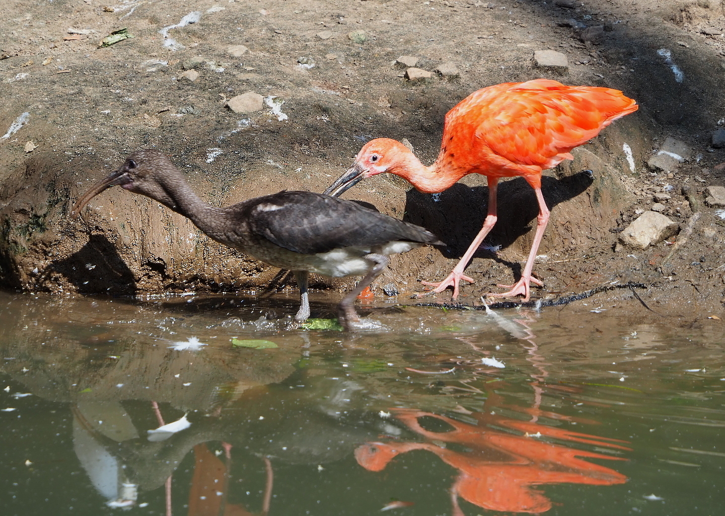 Scarlet ibises (Eudocimus ruber), 2021-09-02