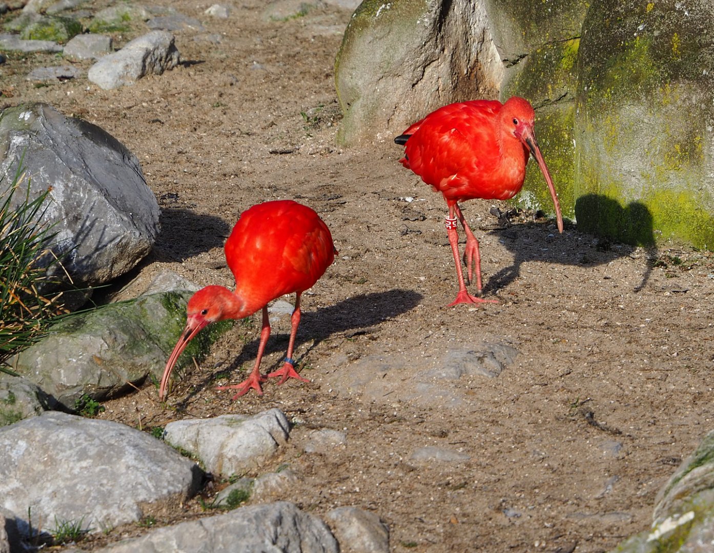 Scarlet ibises (Eudocimus ruber), 2021-12-22