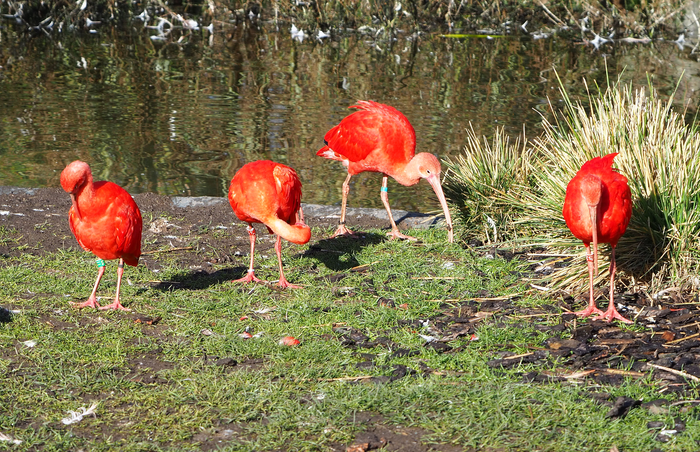 Scarlet ibises (Eudocimus ruber), 2022-02-12