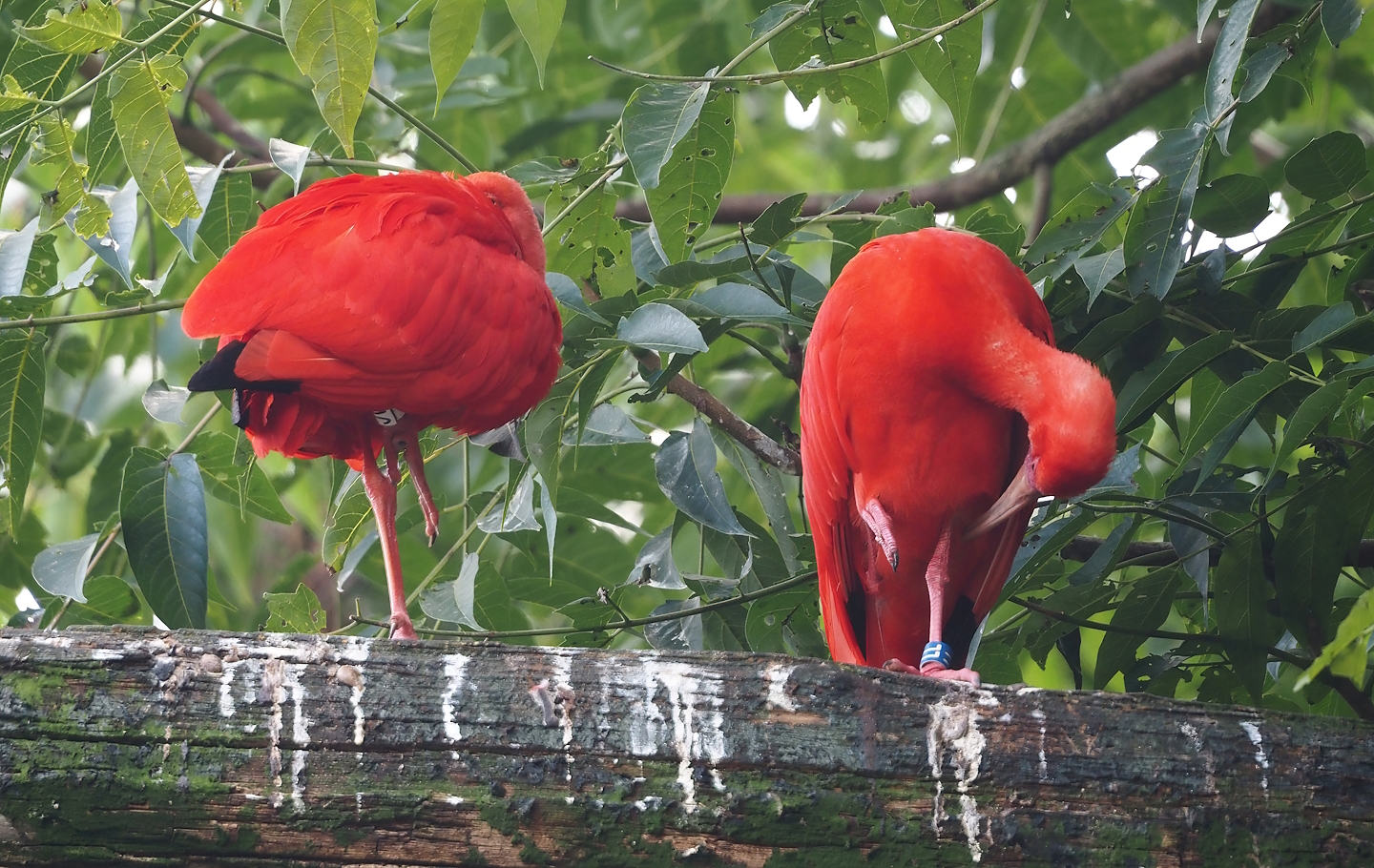 Scarlet ibises (Eudocimus ruber), 2024-08-21
