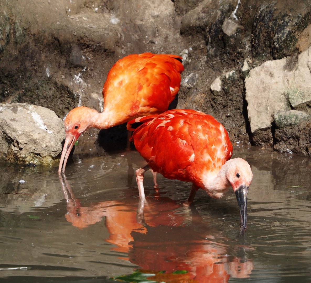 Scarlet ibises (Eudocimus ruber), 2024-09-17