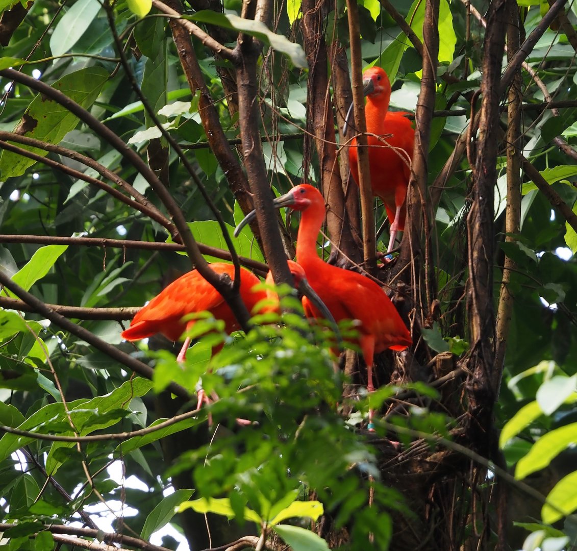 Scarlet ibises (Eudocimus ruber), 2025-05-17
