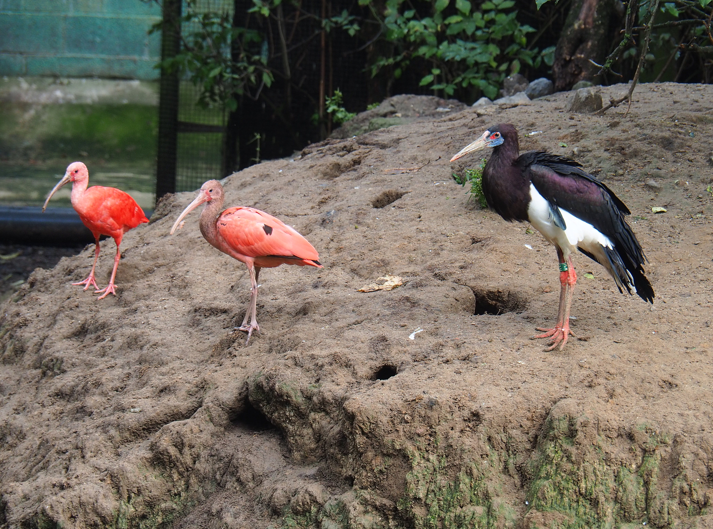 Scarlet ibises  (Eudocimus ruber) and Abdim's stork (Ciconia abdimii), 2022-09-15