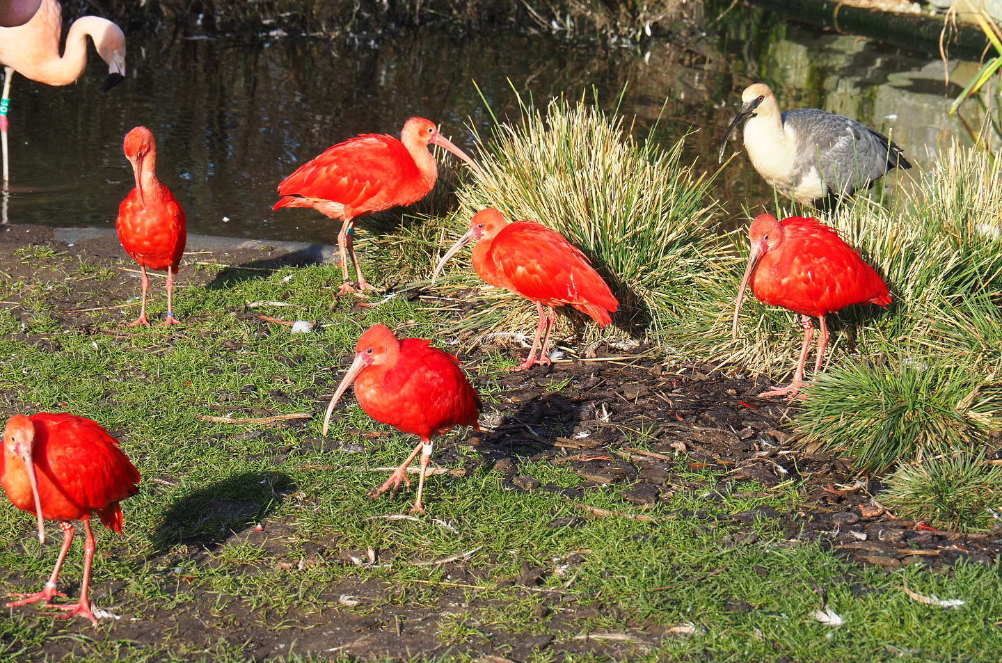 Scarlet ibises (Eudocimus ruber) and  Black-faced ibis (Theristicus melanopis), 2022-01-30