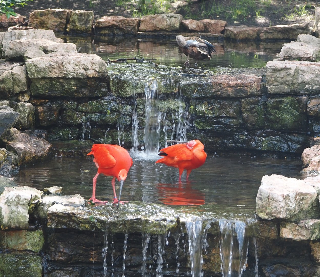 Scarlet ibises (Eudocimus ruber) and Red shoveler (Spatula platalea) in waterfall area, 2024-05-23