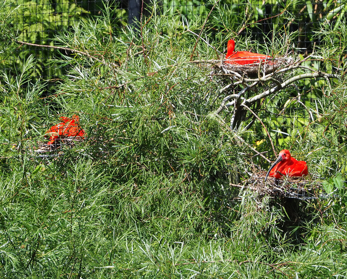 Scarlet ibises (Eudocimus ruber) on nests, 2022-06-15