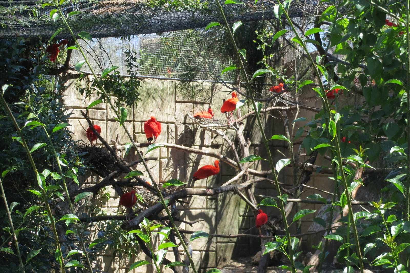 Scarlet Ibises May 2014