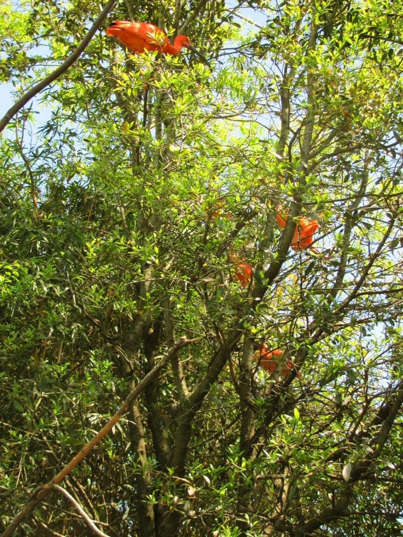 Scarlet Ibises Nesting