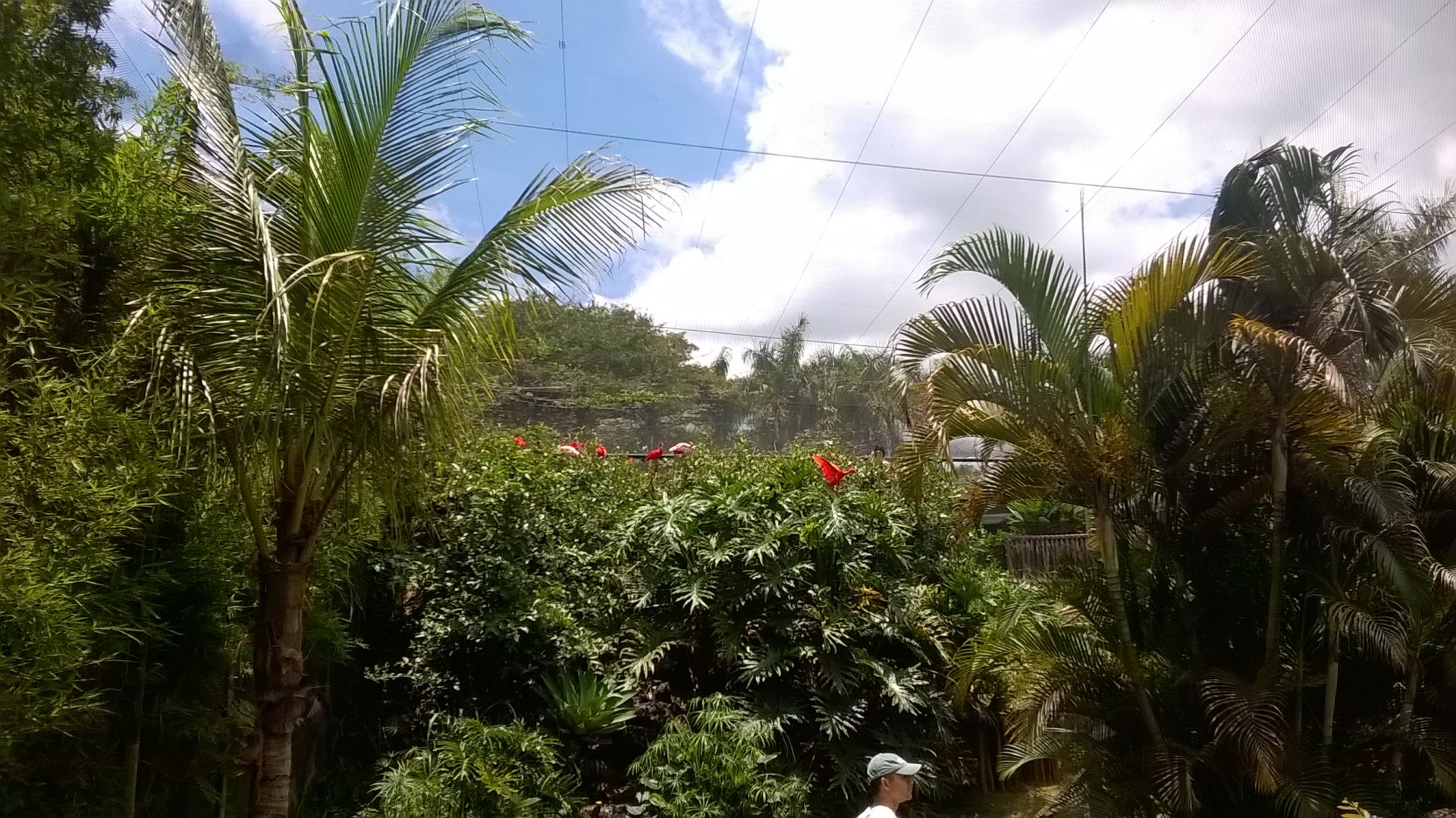 Scarlet ibises, roseate spoonbills & others