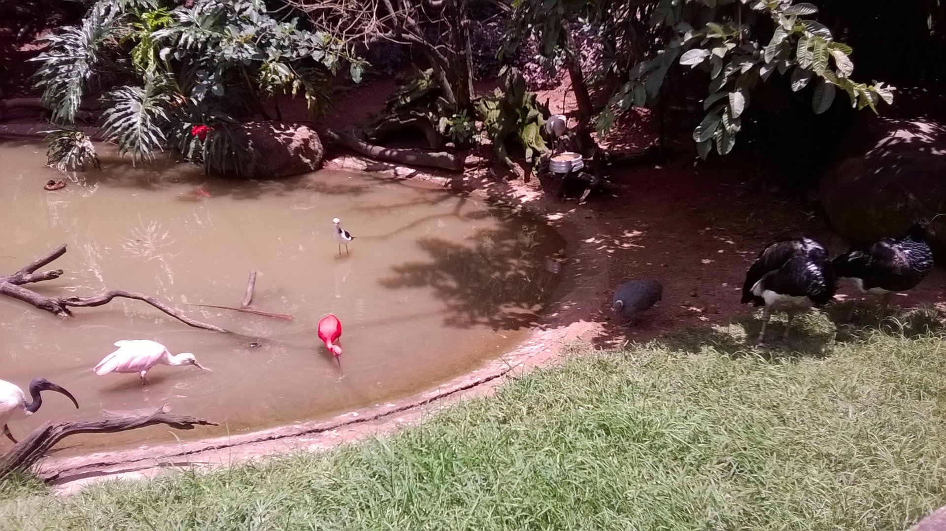 Scarlet ibises, sacred ibises, roseate spoonbills, horned screamers...