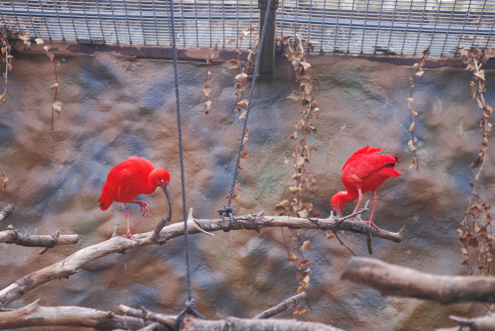 Scarlet ibises