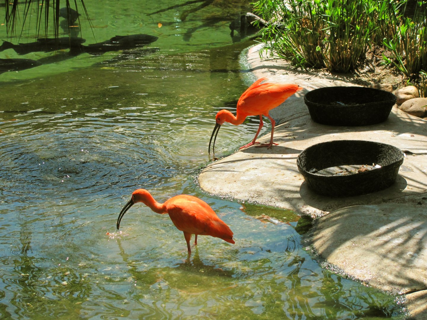 Scarlet Ibises
