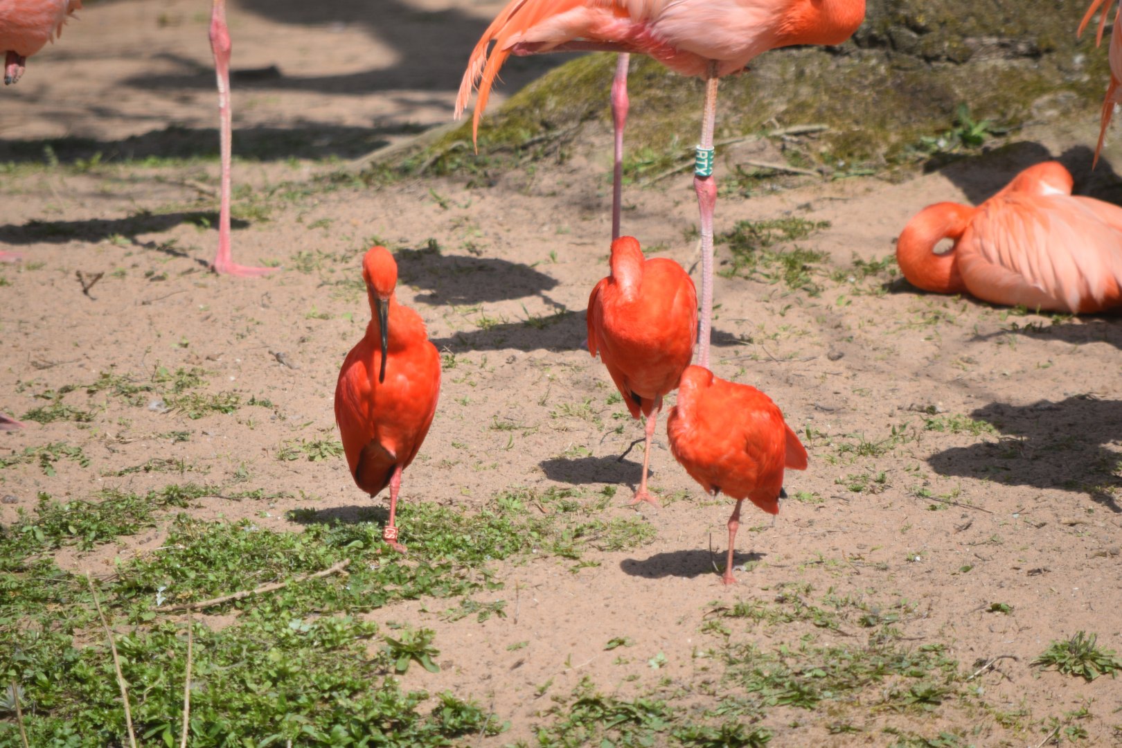 Scarlet Ibises