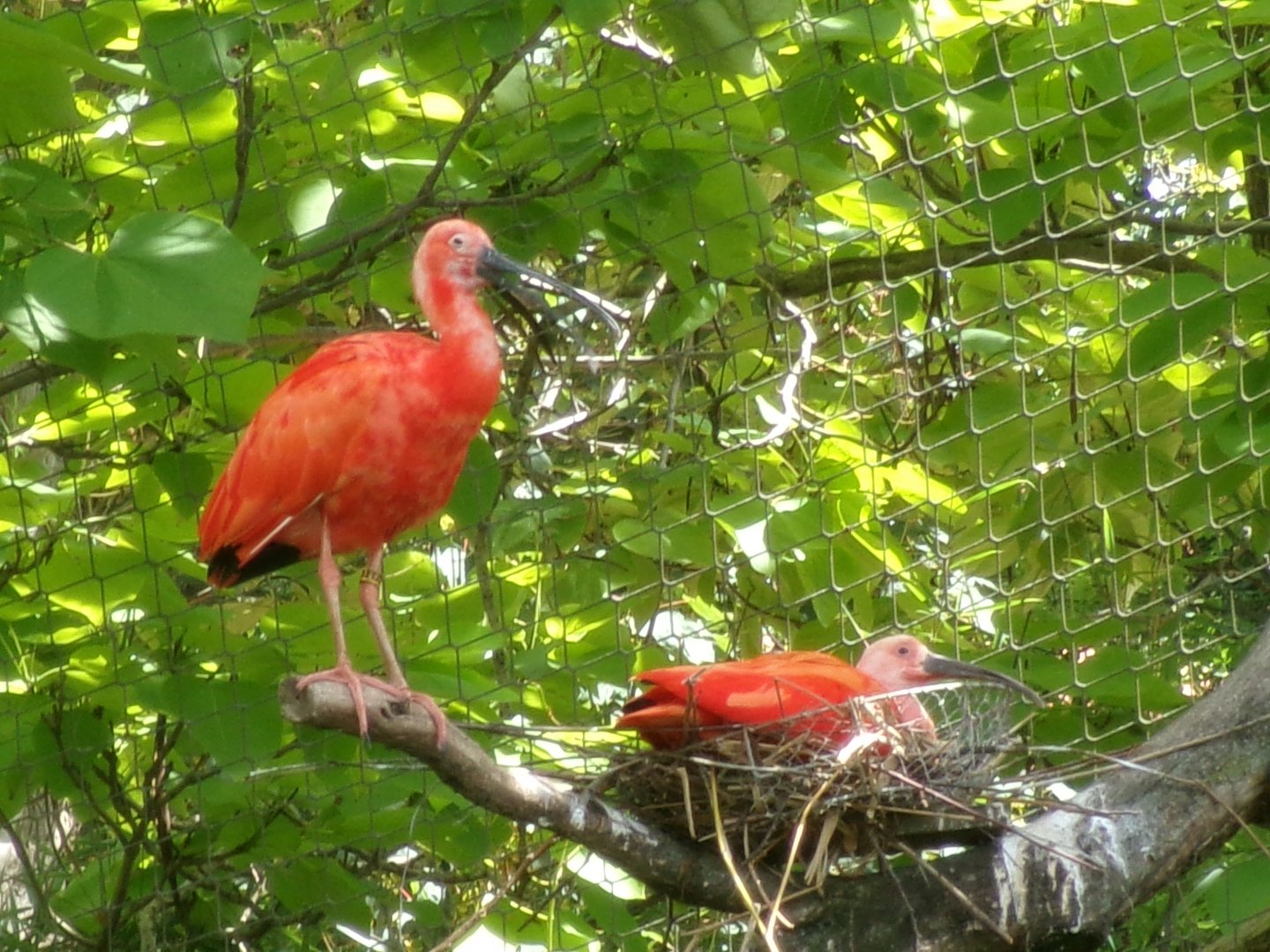 Scarlet ibises