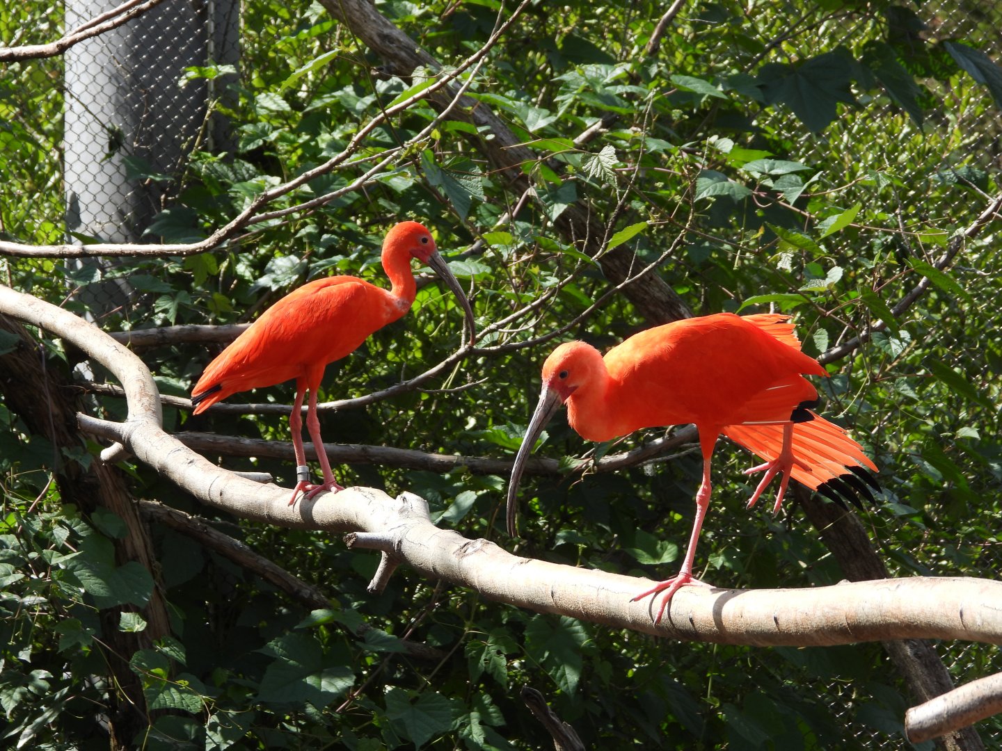 Scarlet ibises