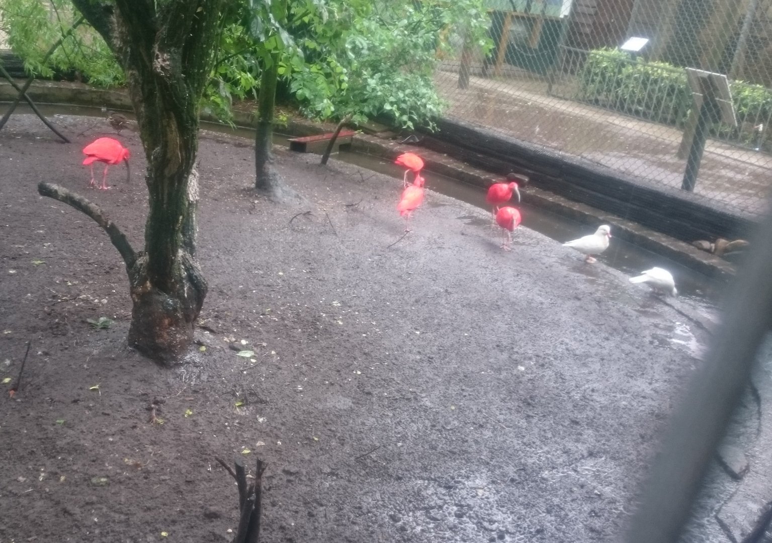 Scarlet ibisses and Waterfowl