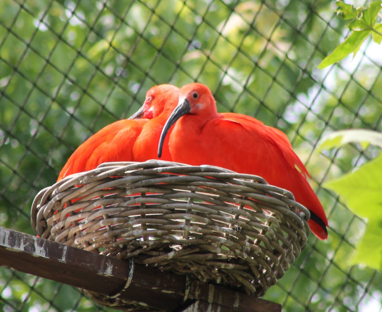 Scarlet ibisses at the nest