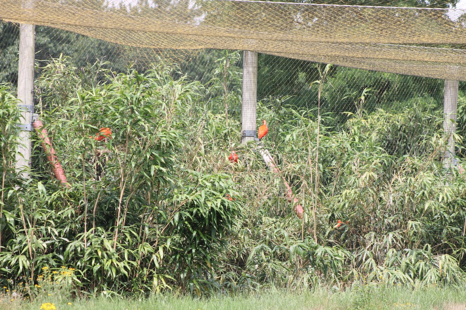 Scarlet ibisses in Beach-enclosure