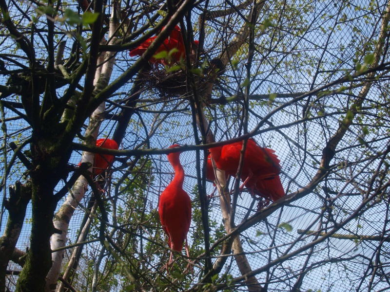 Scarlet ibisses nesting (April 19th, 2015)