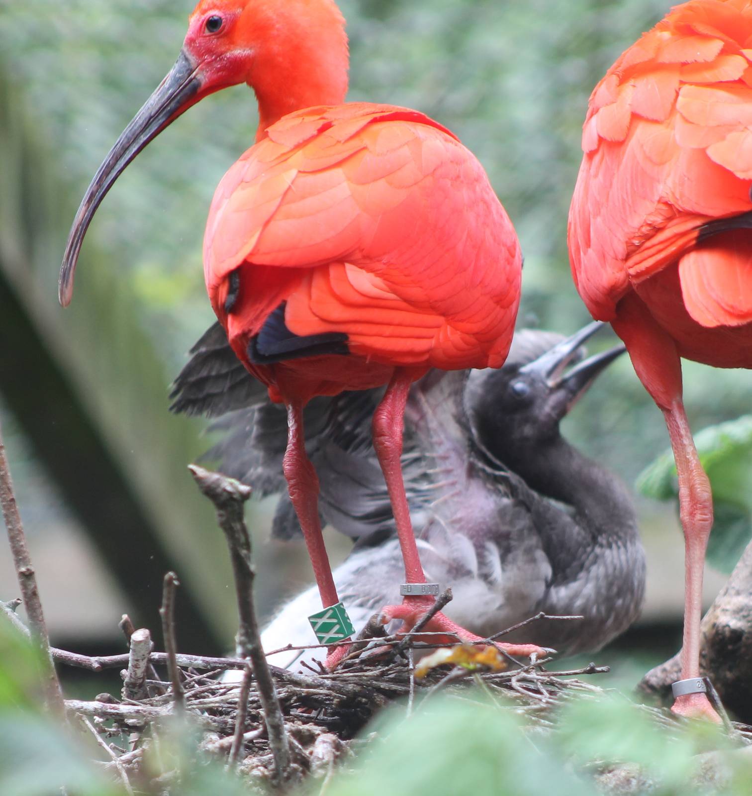 Scarlet ibisses with young