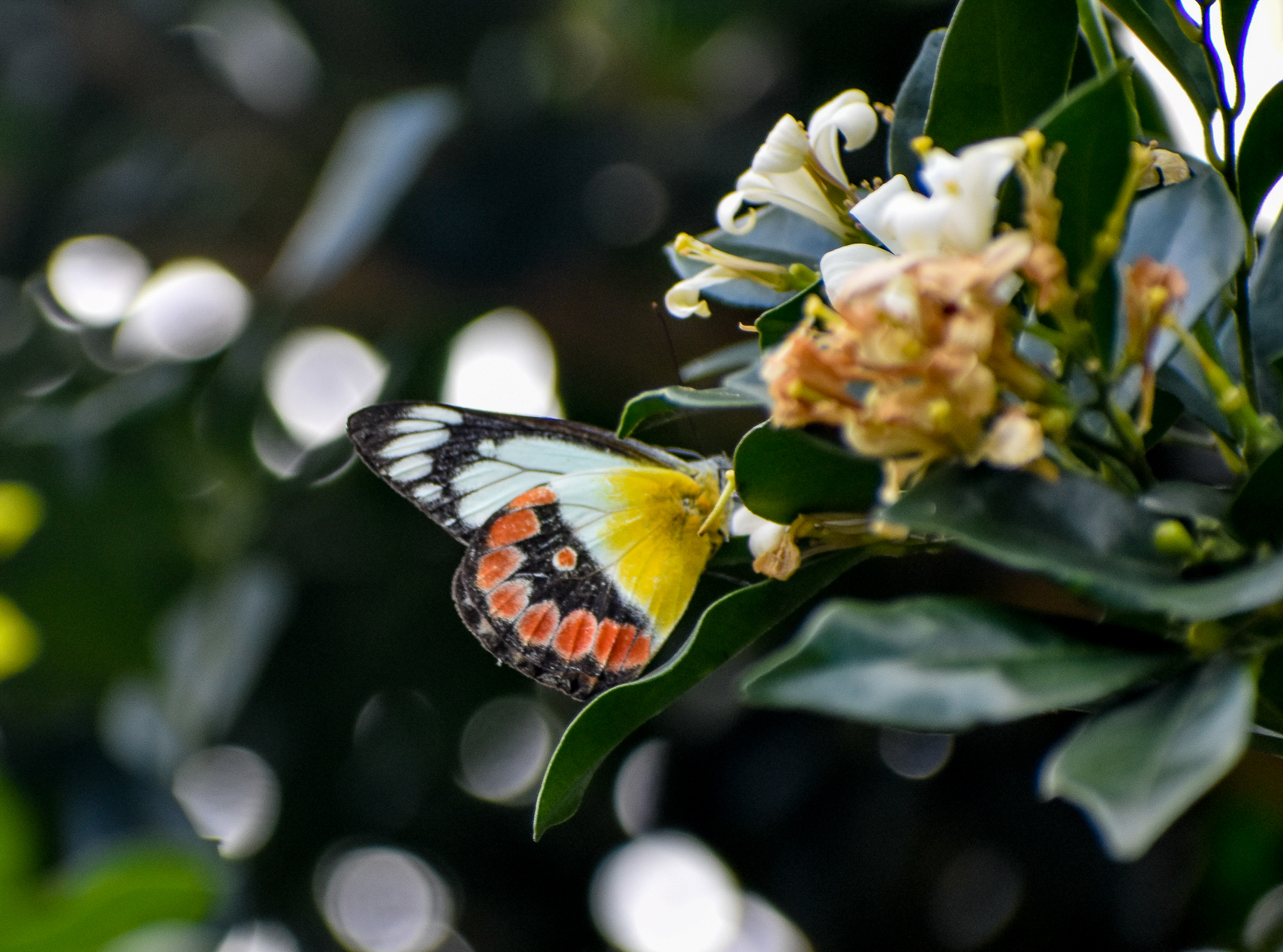 Scarlet Jezebel (Delias argenthona)