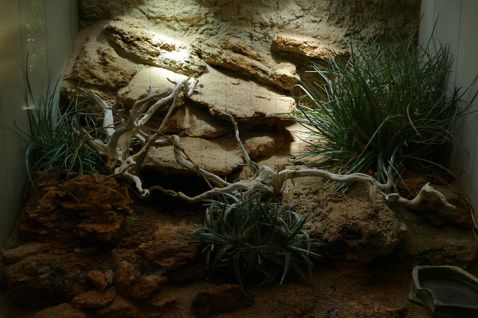 Scarlet Kingsnake (Lampropeltis elapsoides) Terrarium