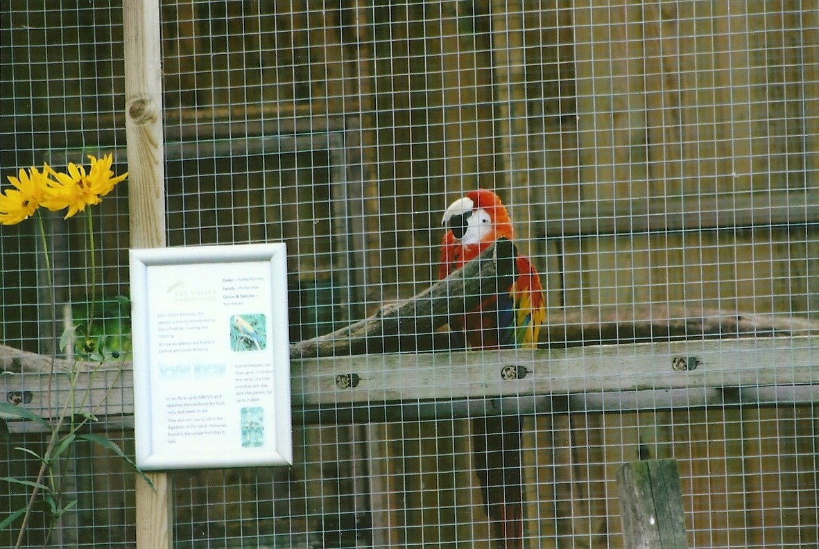 Scarlet Macaw 11th September 2012