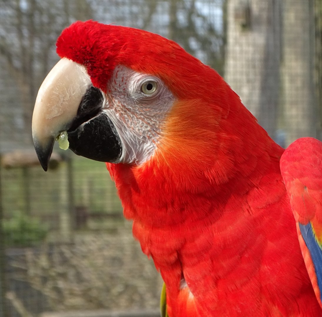 Scarlet Macaw, 12th April 2025