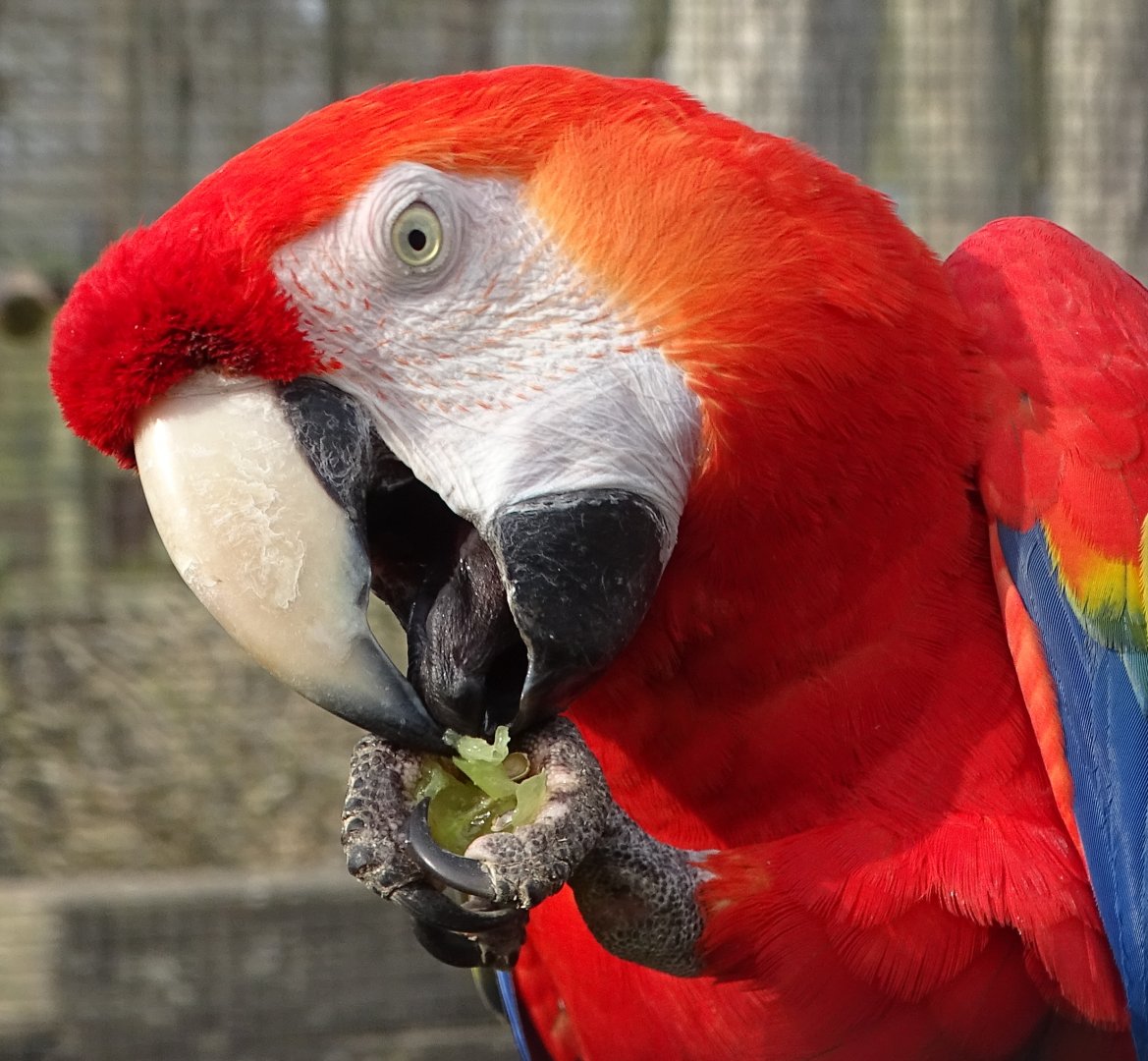 Scarlet Macaw, 12th April 2025