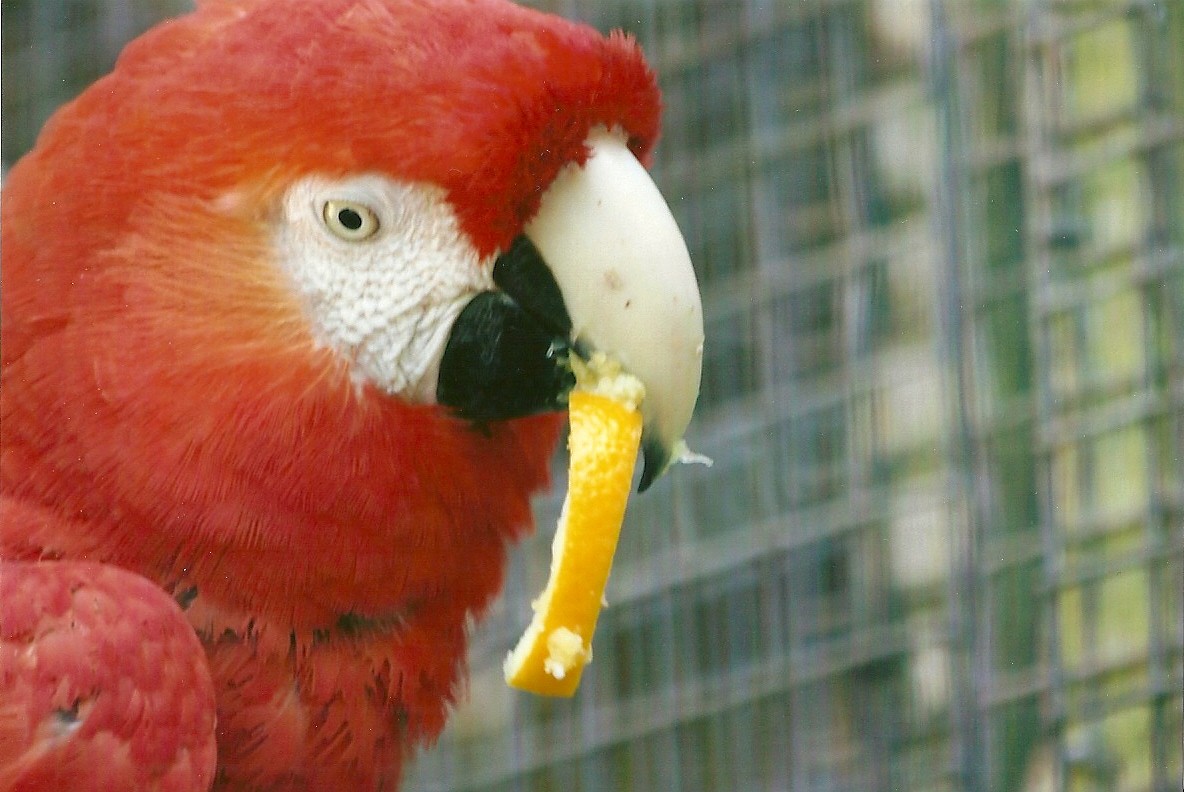 Scarlet Macaw 13th September 2012