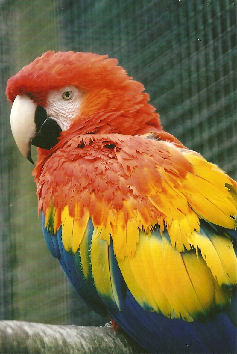 Scarlet Macaw 13th September 2012