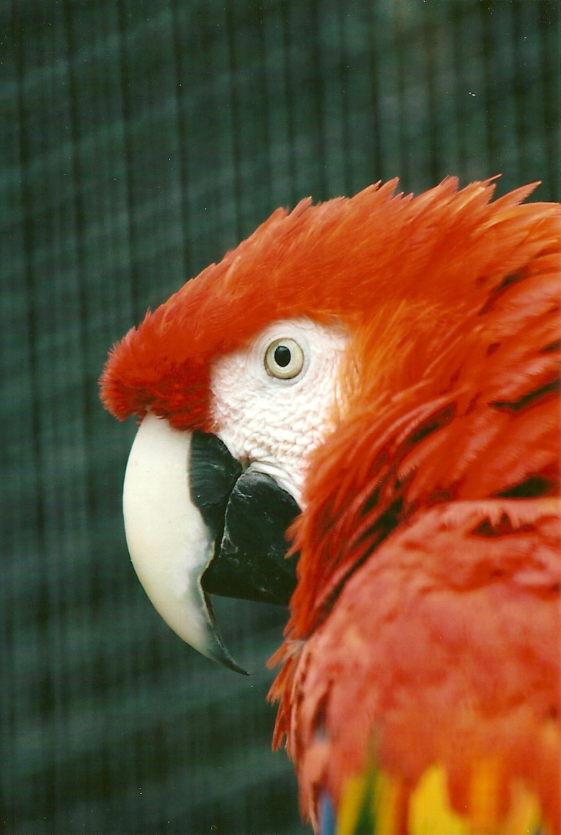 Scarlet Macaw 13th September 2012