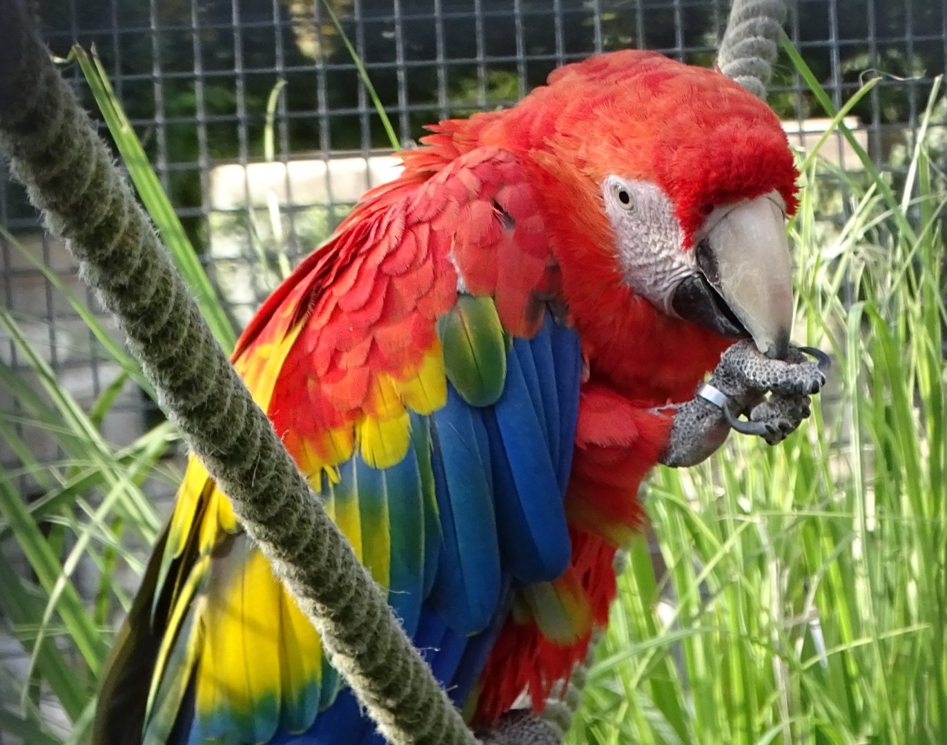 Scarlet Macaw, 14th September 2024