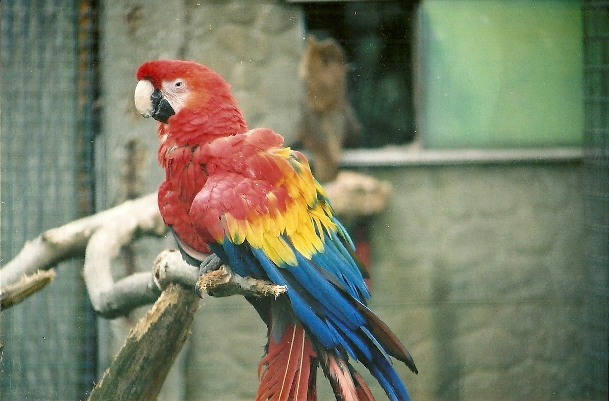 Scarlet Macaw 16th April 2004
