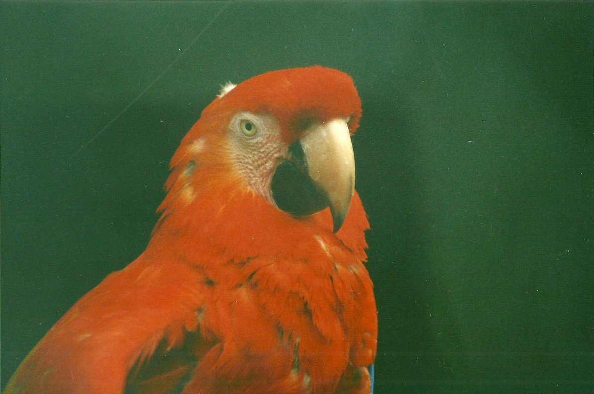Scarlet Macaw 18th December 1999