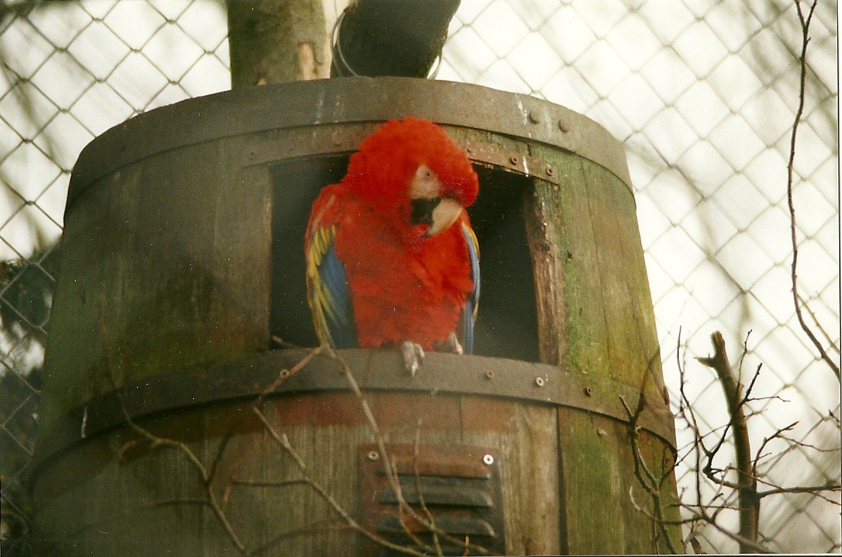 Scarlet Macaw 20th February 1999