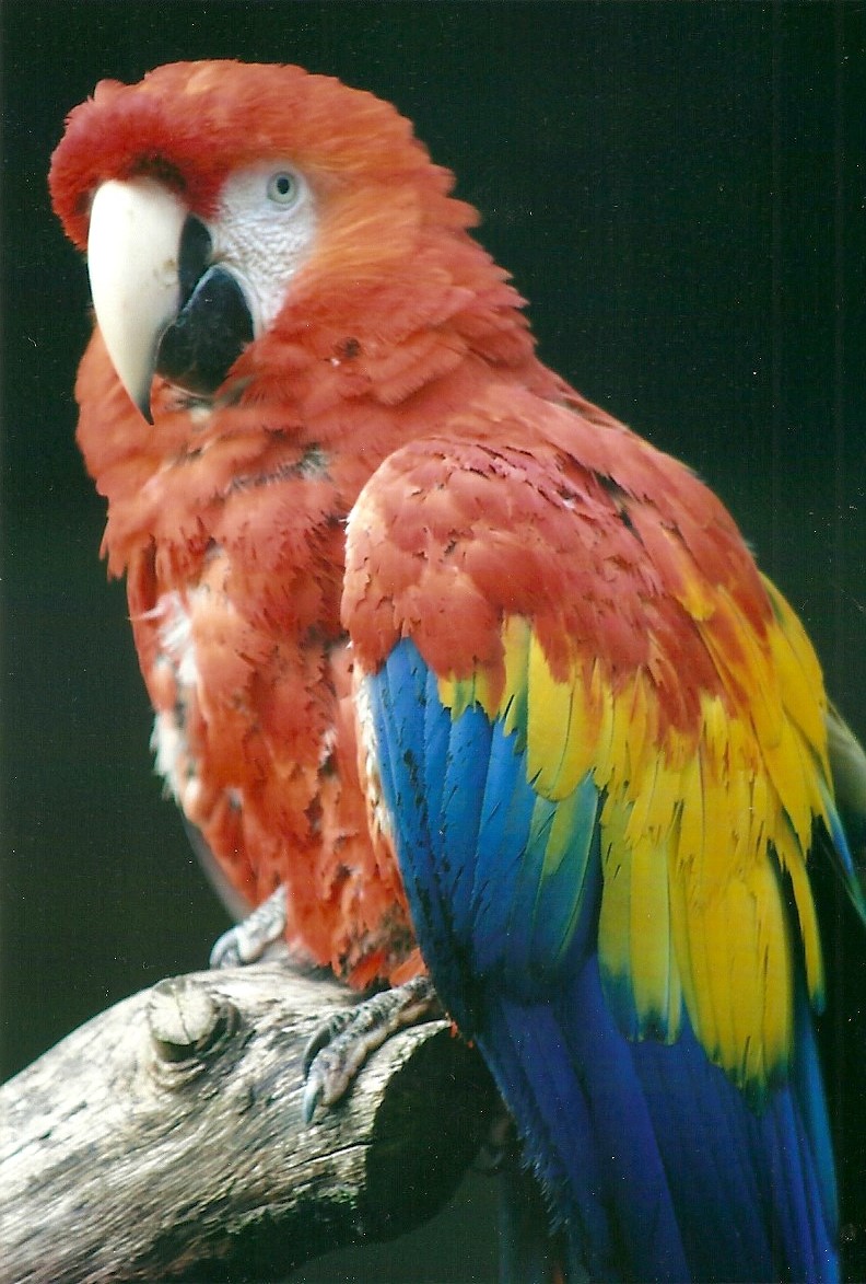 Scarlet Macaw, 26th September 2013