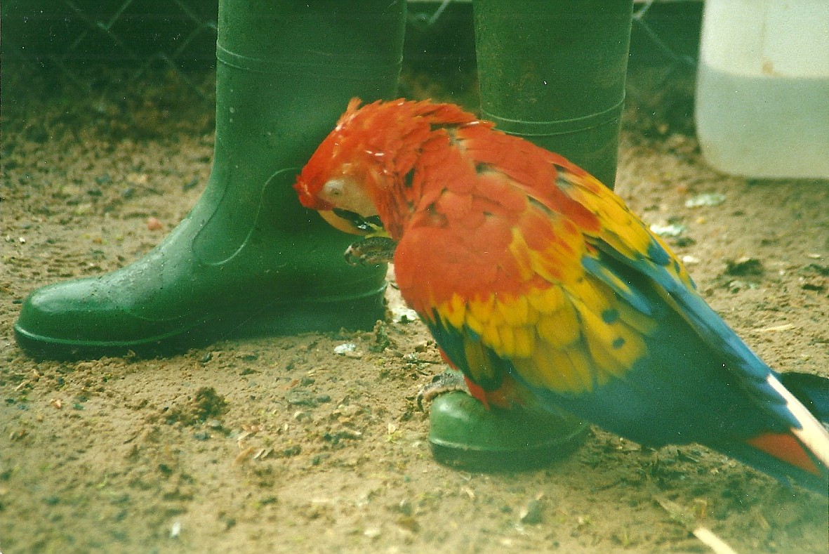Scarlet Macaw 27th May 2000