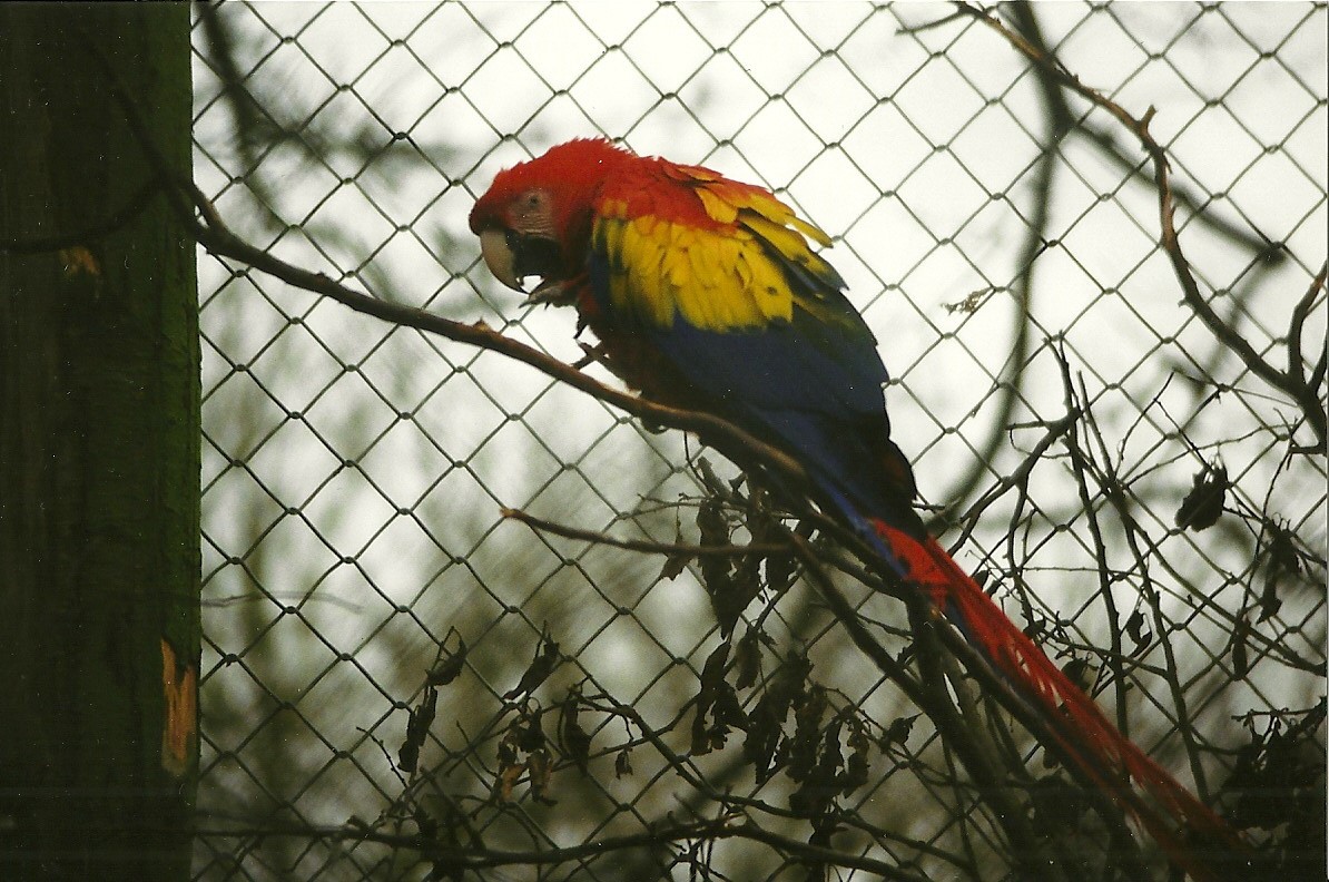 Scarlet Macaw 29th December 1998